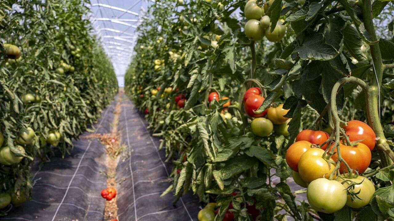 La belle résistance des fruits et légumes français