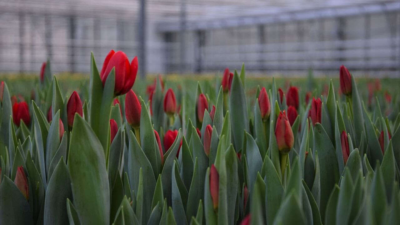 La fleur française rêve de reconquérir un peu de sa splendeur passée