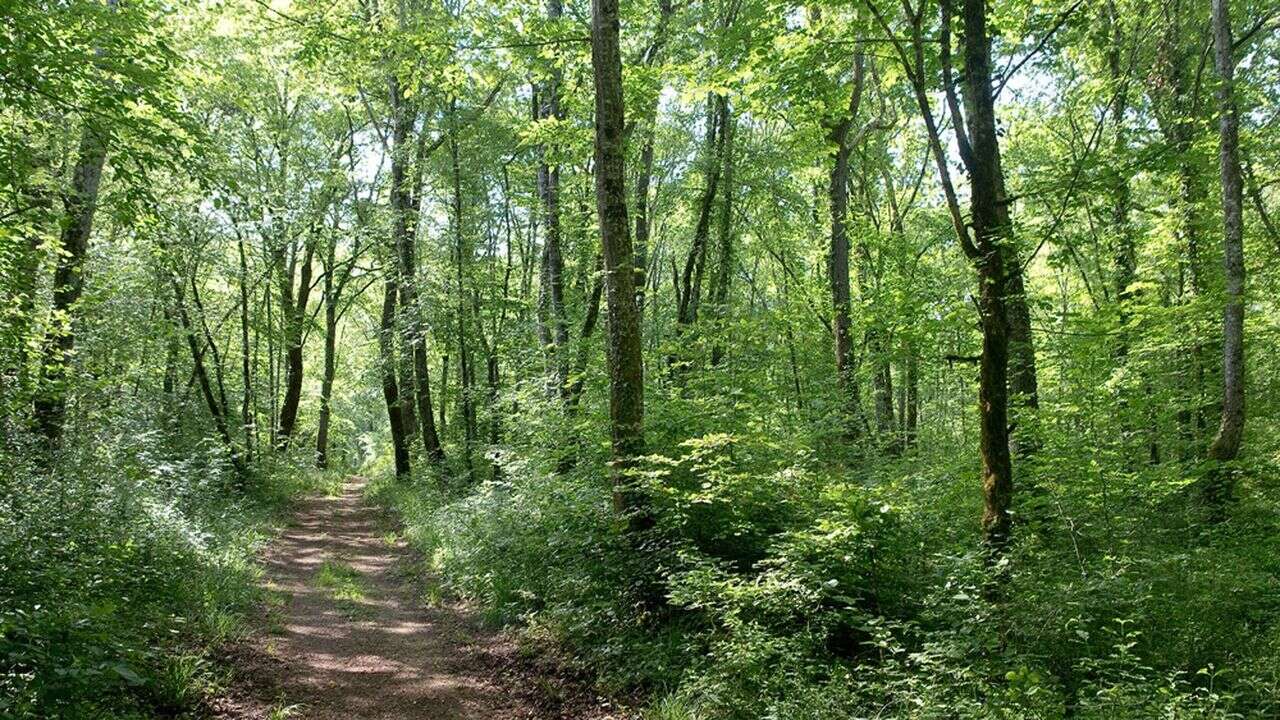 Les parcs nationaux de forêts de Côte-d'Or et de Wuyishan en Chine signent un partenariat stratégique