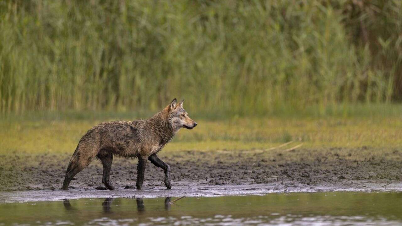 Deux loups abattus dans le Haut-Doubs