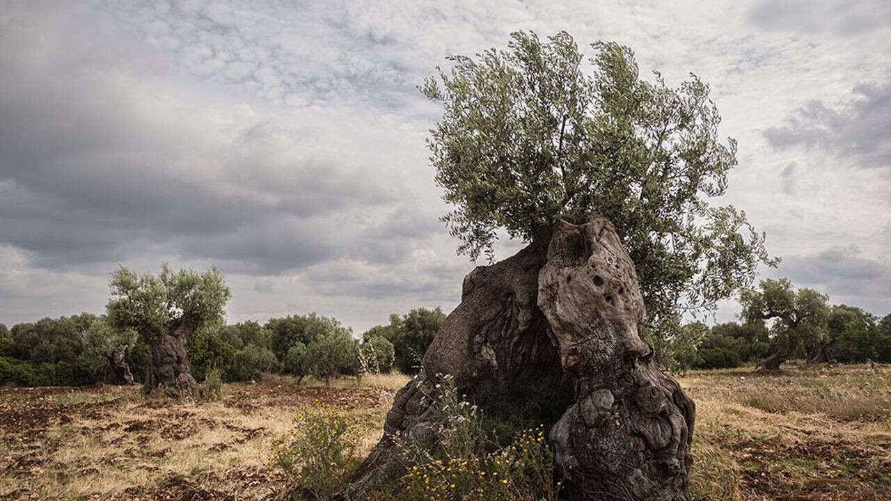 Bactérie Xylella fastidiosa : le rude combat des Pouilles pour sauver ses oliviers