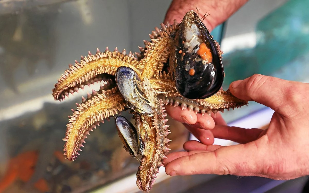 « Compléments alimentaires pour animaux », plastiques biodégradables ou biostimulants… Des débouchés identifiés pour les étoiles de mer