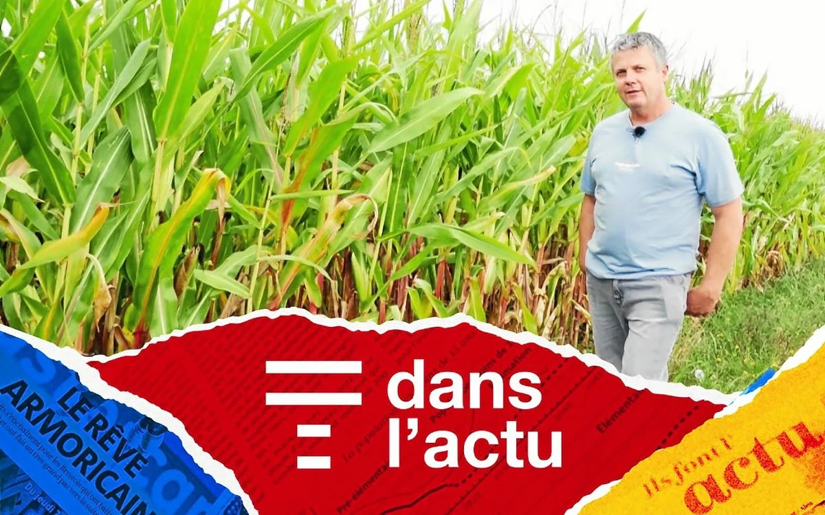 Sécheresse dans les champs et nappes phréatiques basses, chats errants à Molène : T dans l’actu fait le tour de l’info