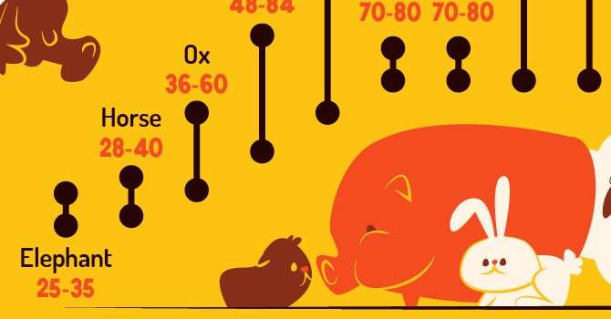 La scienza dietro i battiti del cuore del regno animale. In un grafico