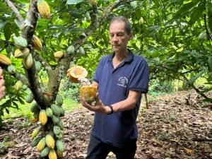 Produtores de cacau do Xingu mostram como inovar sem perder a tradição e a qualidade