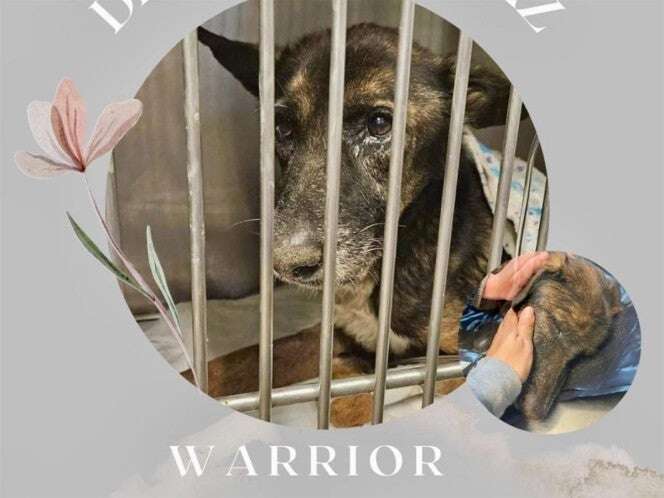 ¡Triste! Muere el perrito Warrior a causa de sus heridas y desnutrición