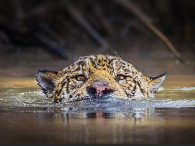 México sólo protege 26.9% de paisajes prioritarios del jaguar: WWF