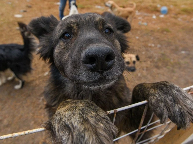 Estos 34 perritos y gatitos buscan hogar ¿Necesitas una mascota?