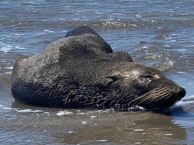 Un lobo marino de Baja California es captado en playa de Chiapas