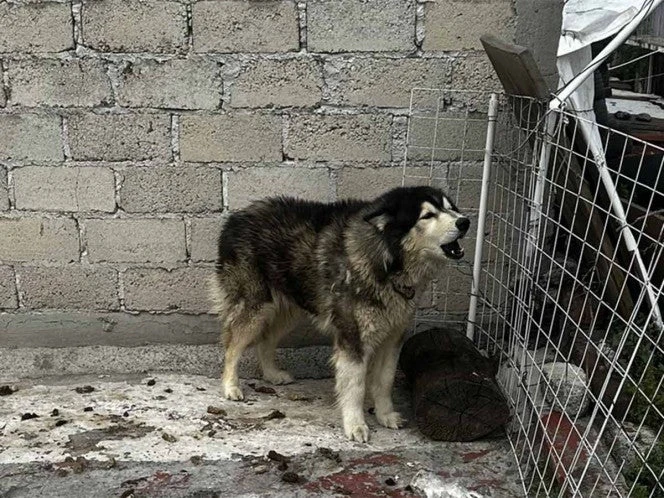 México lidera abandono de perros y gatos en América Latina