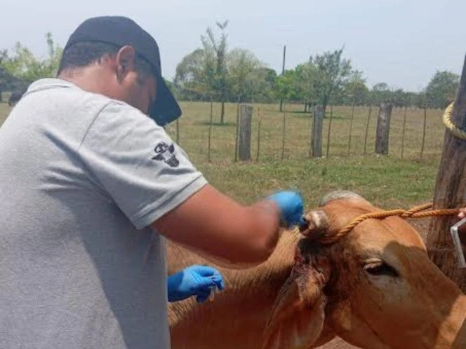 Confirman cuarto caso humano de gusano barrenador en Chiapas
