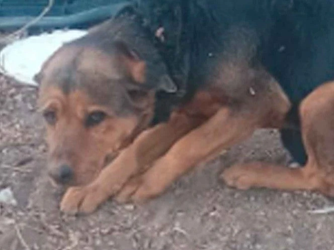Vinculan a proceso a pareja de adolescente por matar a un perro, en NL