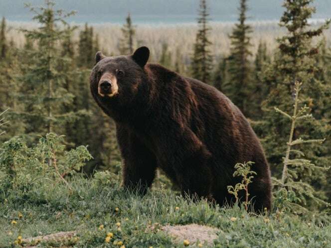 Oso ataca a trabajador y saquea la sección de carnes de un supermercado