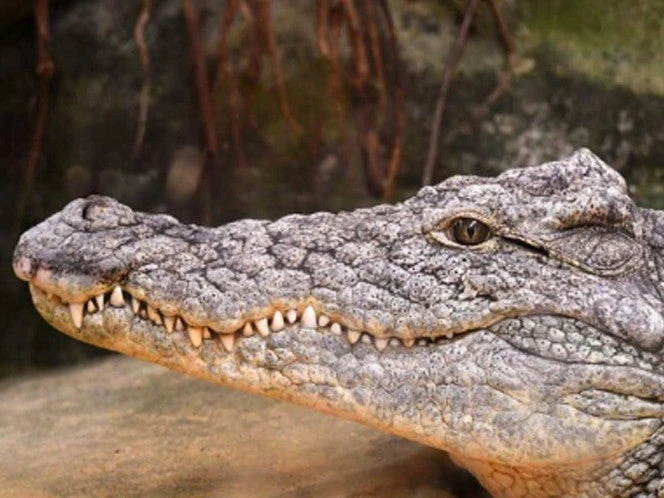 Cocodrilo sorprende a joven mientras daba un paseo en San Nicolás, Nuevo León | VIDEO