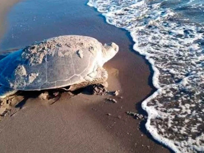 Clausura Profepa palapas irregulares en zona de anidación de tortugas 