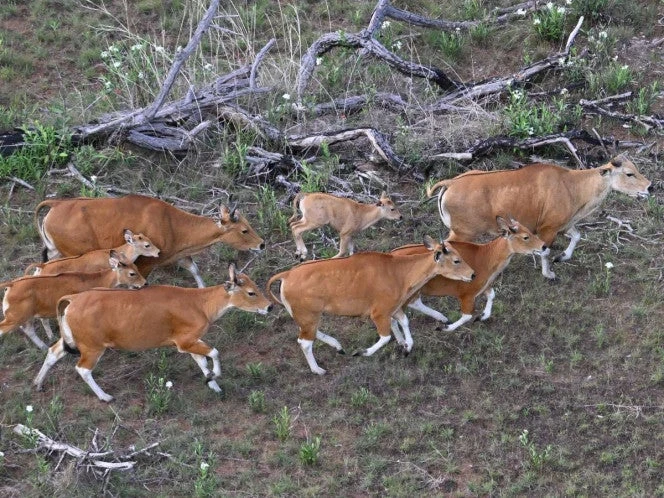Bovinos, guiados con helicóptero para llevarlos a reserva