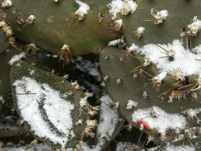 Hasta las nopaleras se congelan en Tamaulipas