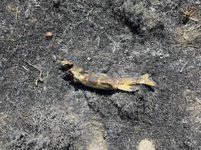 Un pez que cayó del cielo provoca incendio forestal en Canadá