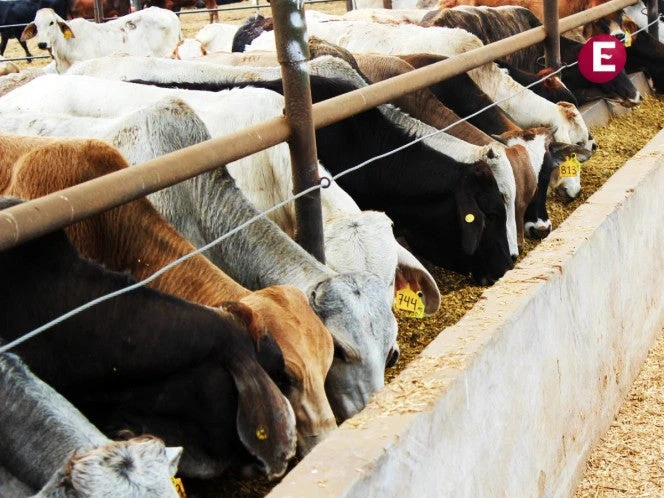 Caen 52.3% exportaciones de ganado mexicano; pérdidas son de 11.4 mdd al día