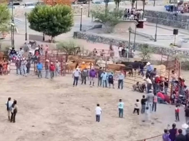 VIDEO | Arman carrera de gatos y les prenden fuegos artificiales