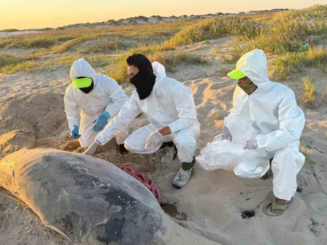 Recogen muestras de delfines muertos para autopsia tras lanzamiento del Starship