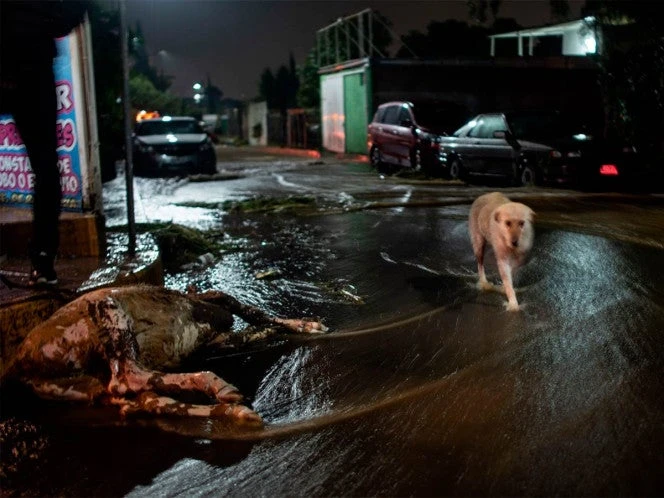FOTOS: ¡Todos cuentan! Animales rescatados por lluvias; ¿Cómo ayudarlos?