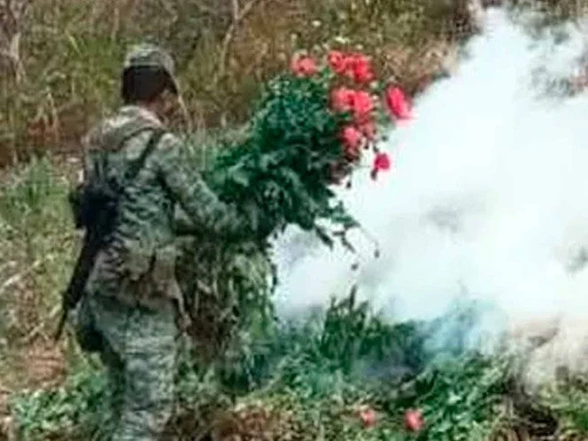 Ejército Mexicano destruye 132 plantíos ilegales y recupera 12 mil litros de combustible 