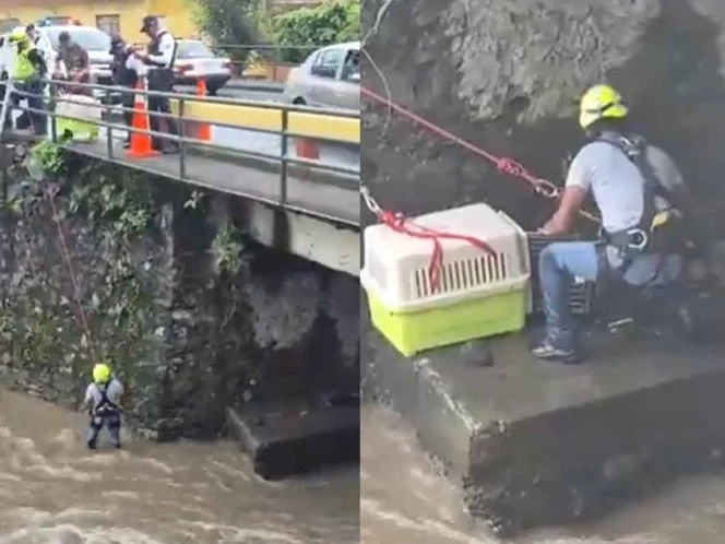 Entre agua y escombros, perrita resiste hasta ser rescatada tras las lluvias en Veracruz | VIDEO