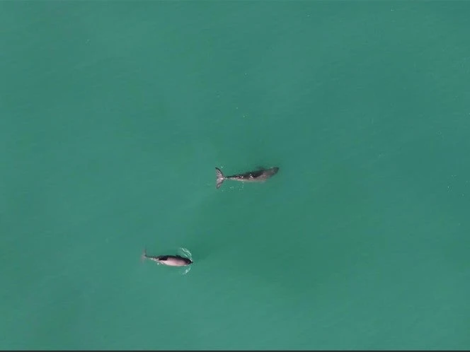 Falta mucho por hacer en el Día Internacional de la Vaquita Marina