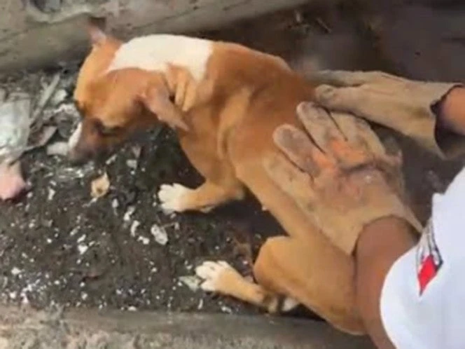 Rescatan a perrita callejera tras quedar atrapada en busca de comida