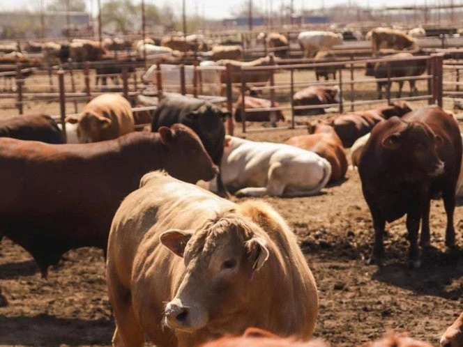 ‘Nuevo León se mantiene libre del gusano barrenador’, aseguran ganaderos