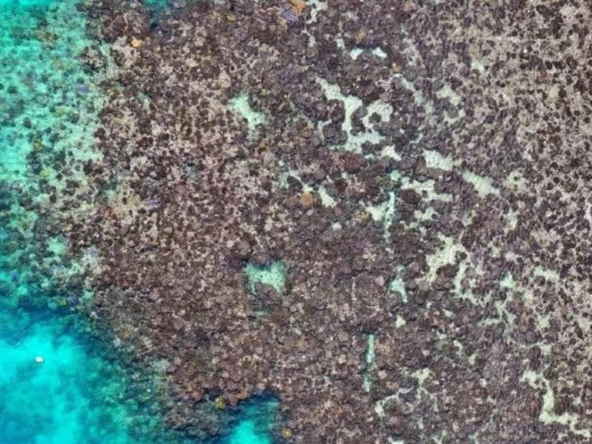 Muerte de corales sin precedentes en Australia