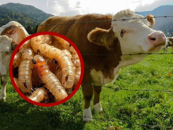 EU construirá planta en Texas para combatir plaga de gusano barrenador
