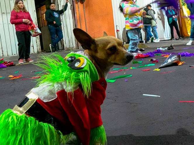 Aumentan reportes de extravíos de perros y gatos en fiestas de fin de año por pirotecnia