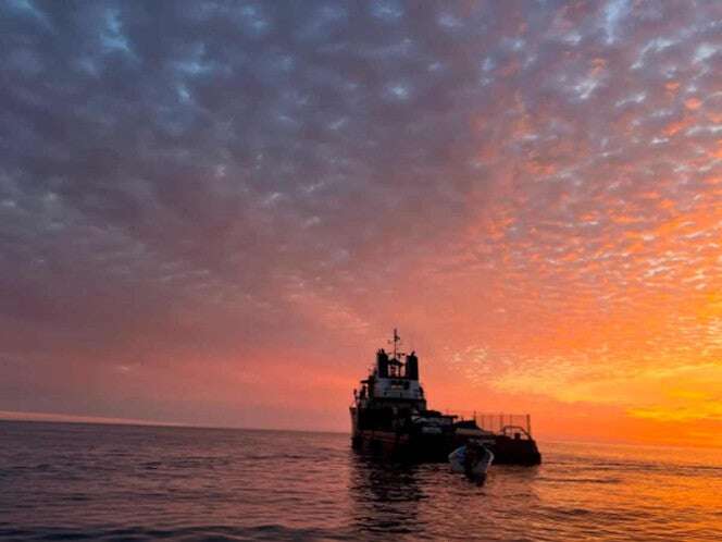 Sea Shepherd asegura presencia en hábitat de vaquita marina hasta 2030