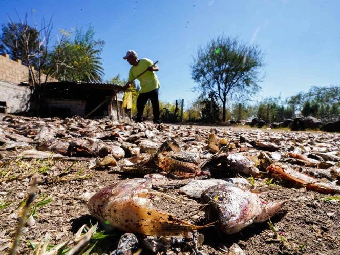 SOS Sequía impacta al 65.9% del territorio en México | FOTOS