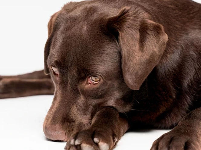 Detectan primer caso de miasis por gusano barrenador en un perro en Oaxaca