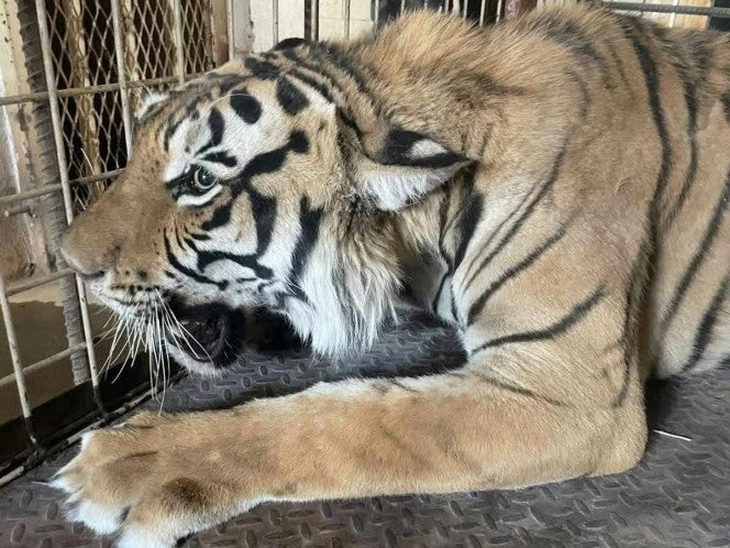 Profepa asegura feroz tigre de bengala; VIDEO del felino devorando a un cerdito