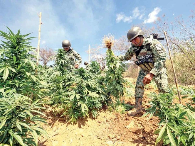 Destruyen 110 plantíos de drogas en 4 estados