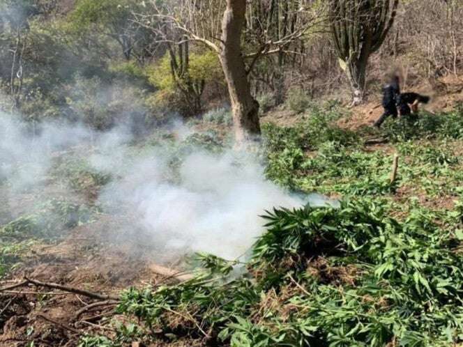 Grupos especializados de la SSP de Sonora localizan y destruyen plantíos de mariguana en Álamos 