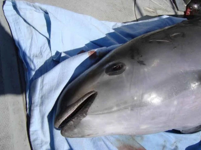En el marco del T-MEC, publican Expediente de Hechos contra México por vaquita marina