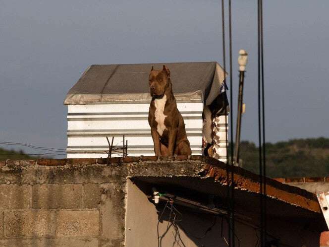 Está grave la bebita que casi es ‘devorada’ por un pitbull en San Nicolás