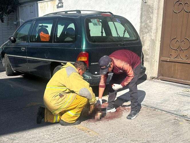 ¡Qué poca…! Mutilan las orejas a un perrito y lo abandonan con el cráneo abierto