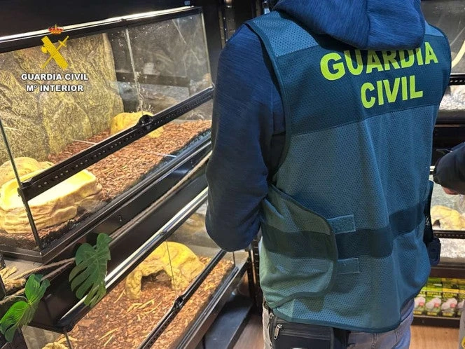 Guardia Civil de España incauta 472 animales exóticos en un “falso refugio”