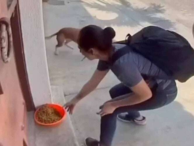 Pareja roba comida de perritos callejeros en Cuautla; vecinos buscan localizarlos | VIDEO