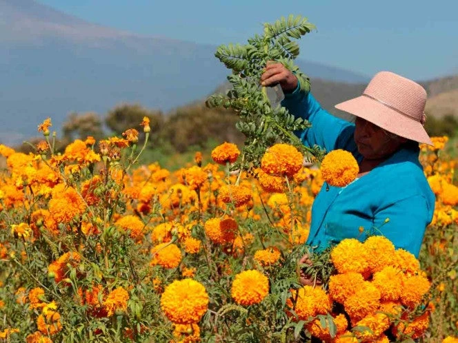 Lluvias afectan cultivos de cempasúchil en Puebla y disparan precios para Día de Muertos