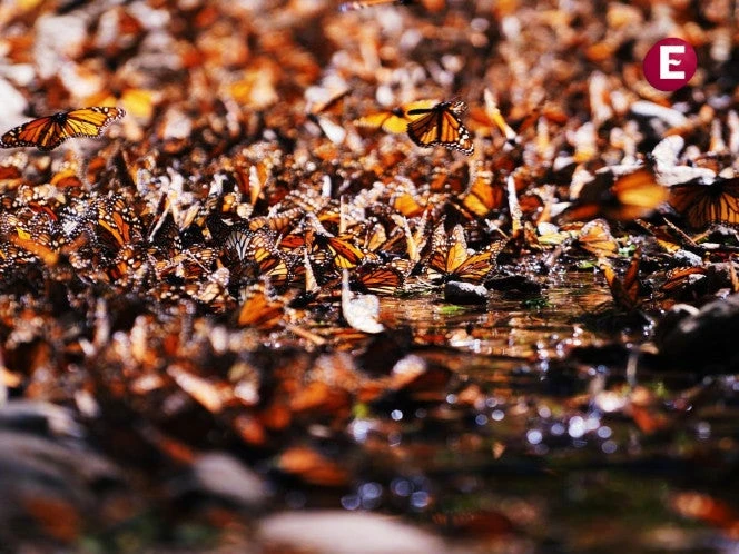 Unesco pide a México ampliar límites de Reserva de la Biosfera de la Mariposa Monarca