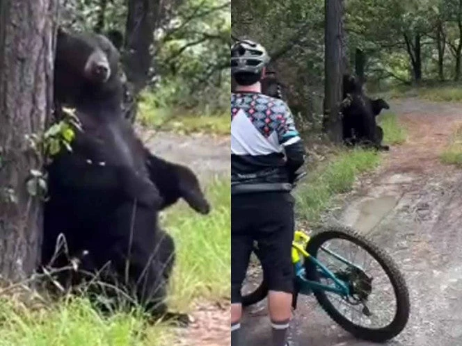 Oso negro sorprende a ciclistas en Chipinque, Nuevo León; así reaccionaron | VIDEO