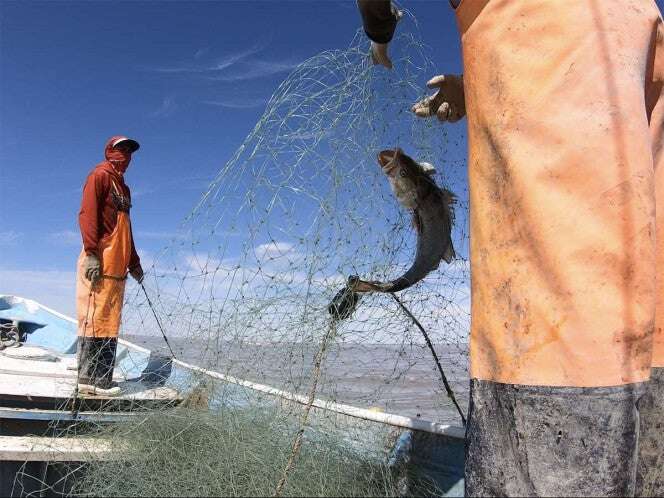 México rendirá cuentas en Ginebra sobre vaquita marina y totoaba