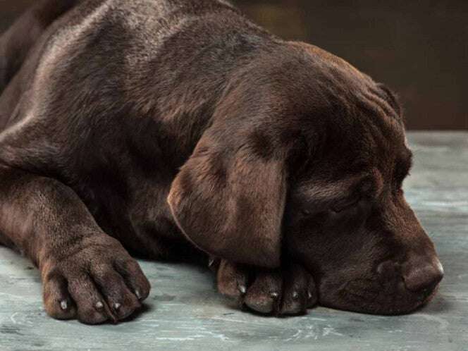 Denuncian envenenamiento masivo de perros callejeros en Ciudad del Carmen